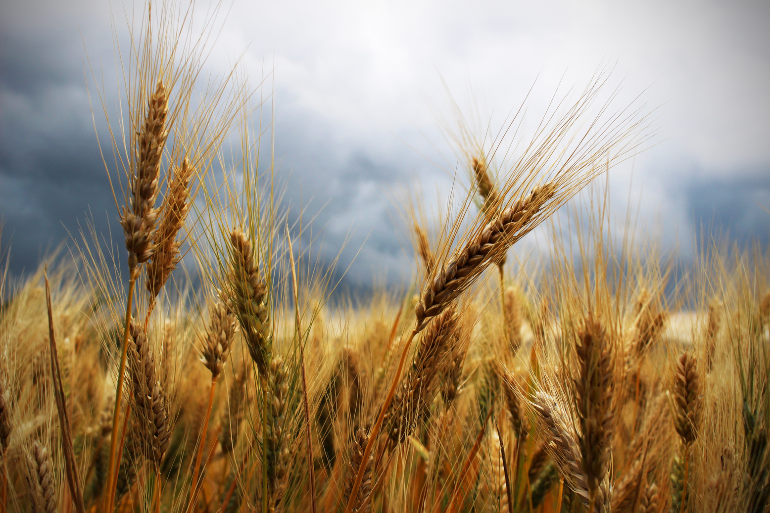 Golden Wheat Ears in a Field